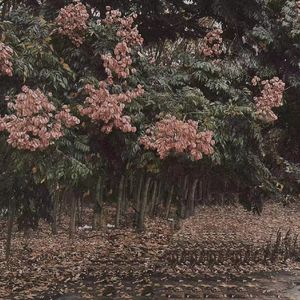 狂野少女免费完整版电影在线播放
